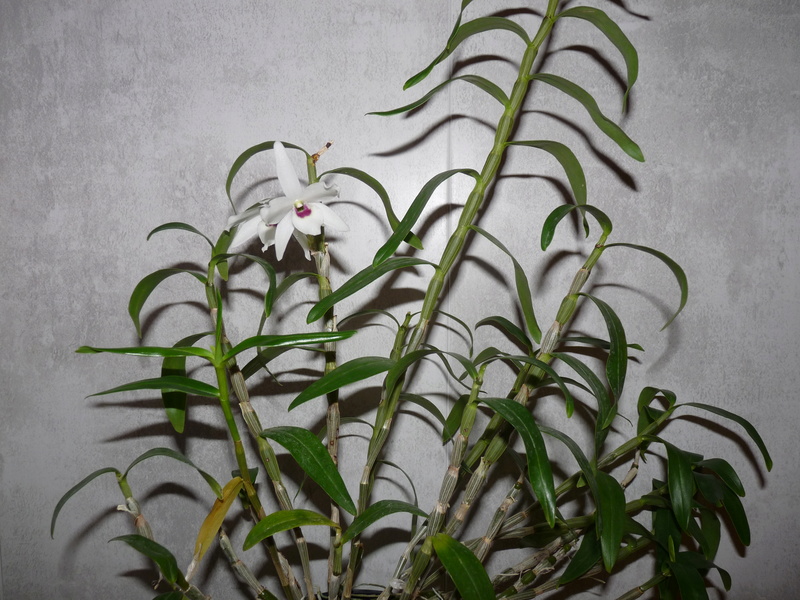 Dendrobium Lituiflorum Alba Dend_l11