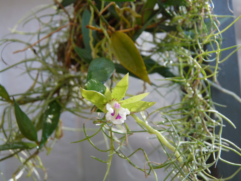 Dendrobium Pugioniforme Dend_p10