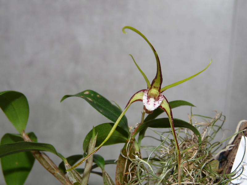 Dendrobium Tetragonum Dend_t10