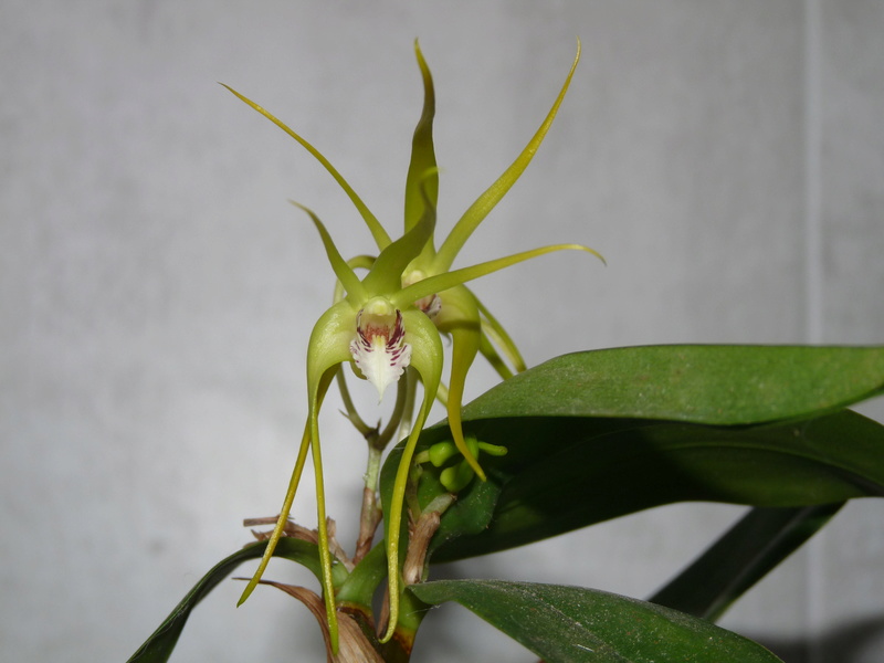 Dendrobium tetragonum x speciosum (x tetragonum) Dend_t14