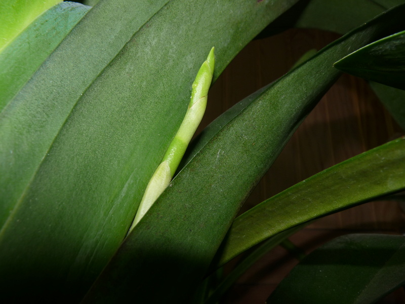 Angraecum veitchii  P1210124