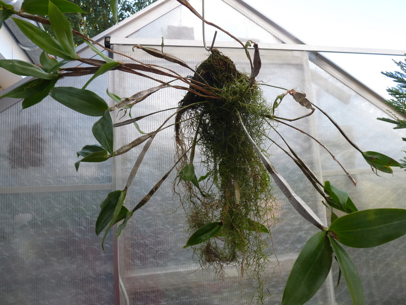 Dendrobium tetragonum var giganteum P1210128