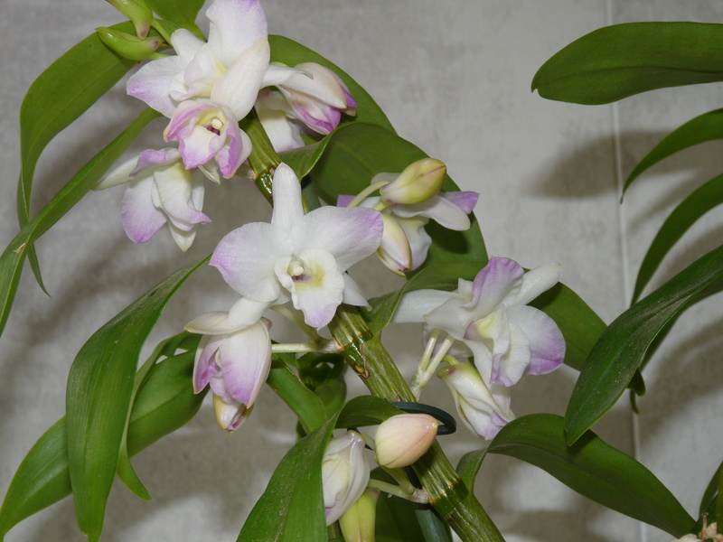 Dendrobium Nobile P1210716