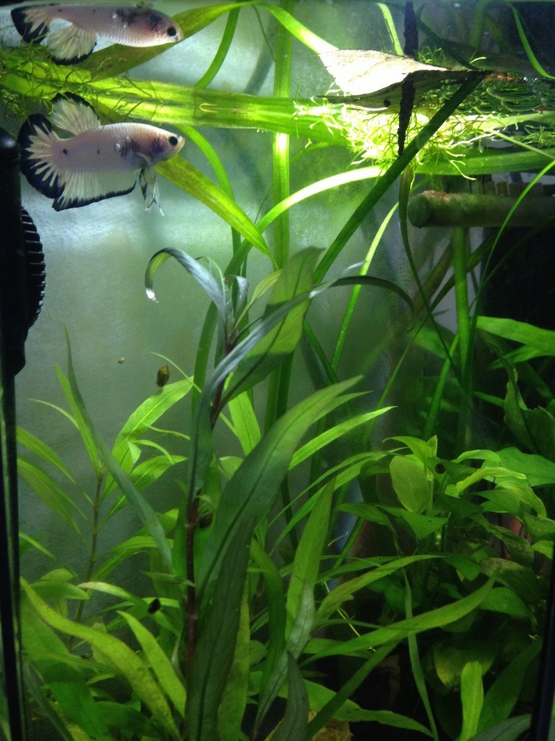 Jacky betta plakat  Img_1014