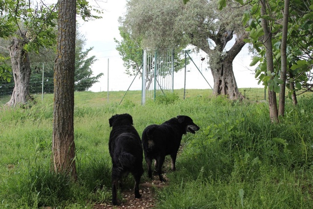 MASA et LOLA sont dans le sud (10 mai 2018) Img_0116