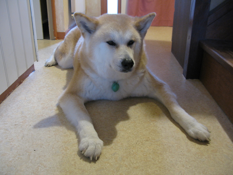 CHESSY (Akita Inu) - Page 4 Img_1411