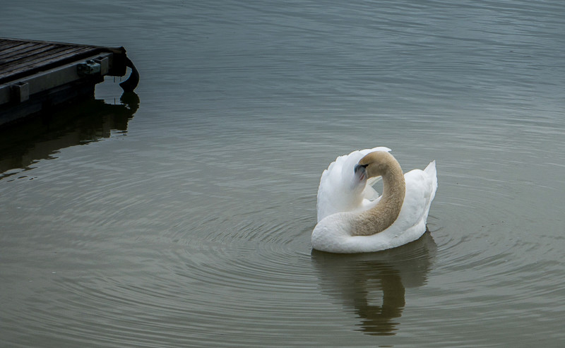 Fais-moi cygne ... Fais-m12