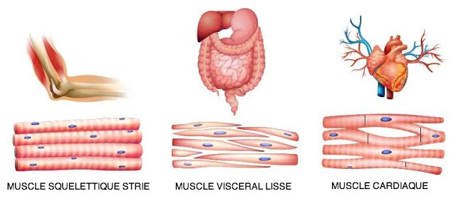 Tissu musculaire lisse - cavéoles Types_10