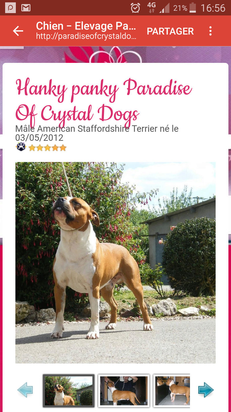 Nouvelles d HUMMER Paradyse of Crystal dogs - Page 2 Screen11