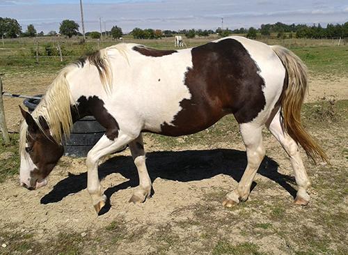 A vendre Pouliche OC (Paint horse / Comtois) 2014 Eyzia012