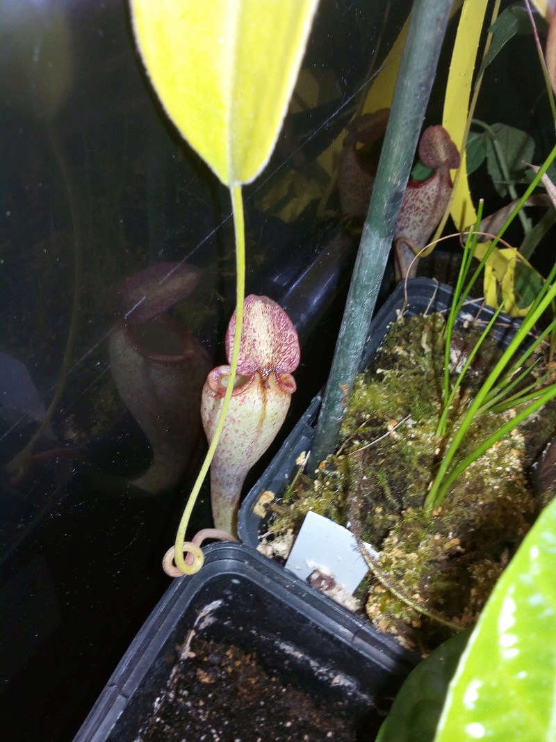 Nepenthes x lady pauline Img_2121