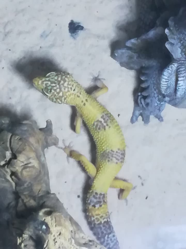 mon petit gecko Gecko210
