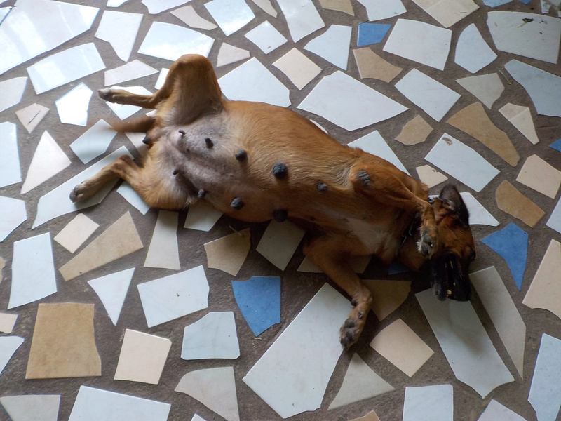 La gent canine Mouche12