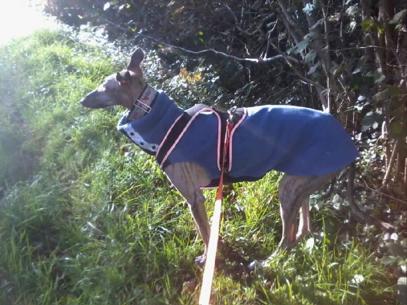 Serena ,toute fine galga bringée née en octobre 2013 Scooby France Adoptée - Page 2 22894010