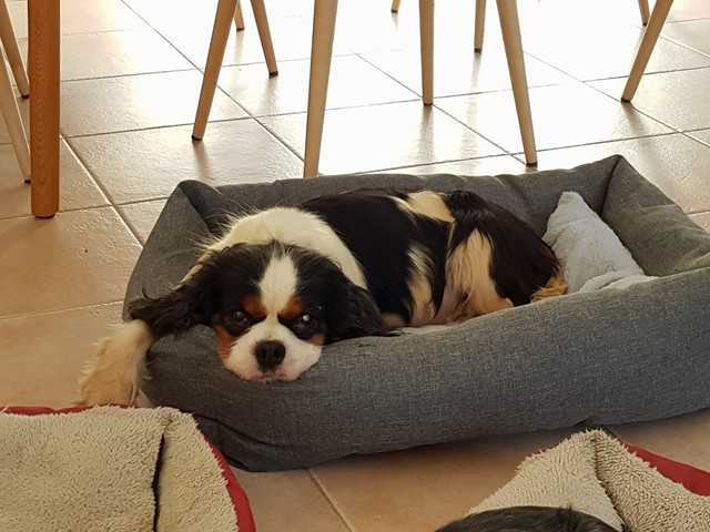 Fiona une adorable cavleir king charles 29855210