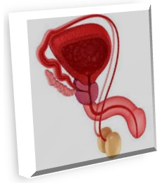 Composição do Sistema do Endoscópio Resect11