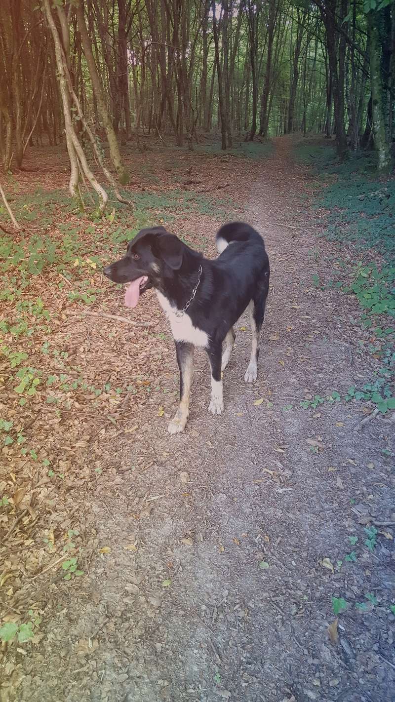 LEUCKY, croisé Beauceron x Bouvier Bernois, 1 an - Page 6 20170911