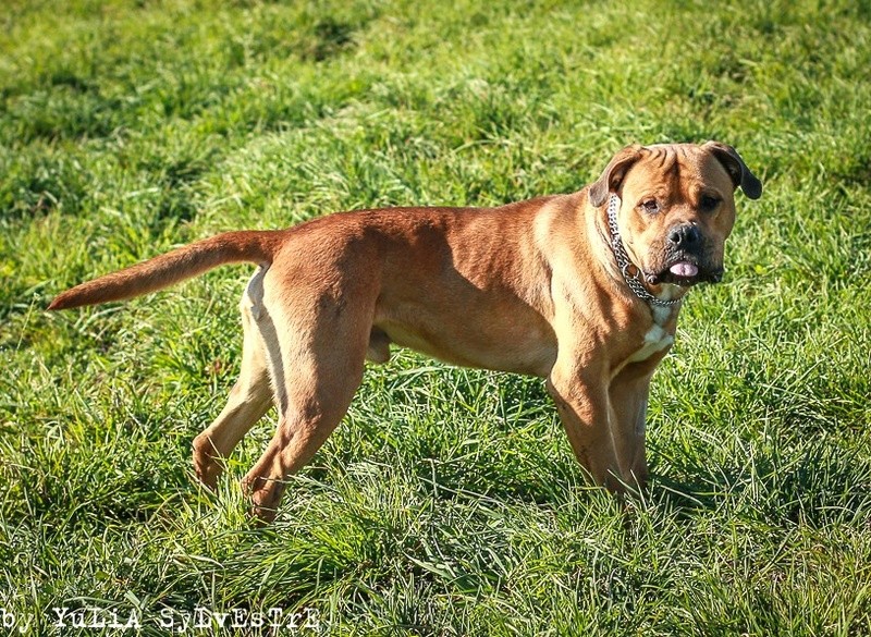 OUIFI, croisé Bull Mastiff, 2 ans  - Page 3 Img_9015