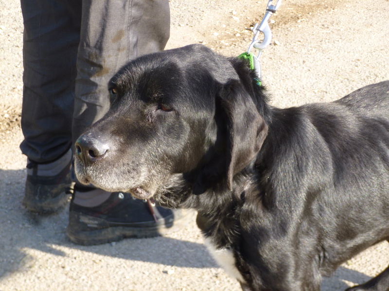  REMUS, croisé Labrador 12 ans - refuge ADSA (25)  P1000712