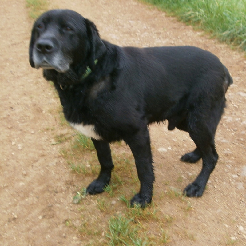 REMUS, croisé Labrador 12 ans - refuge ADSA (25) P5031210