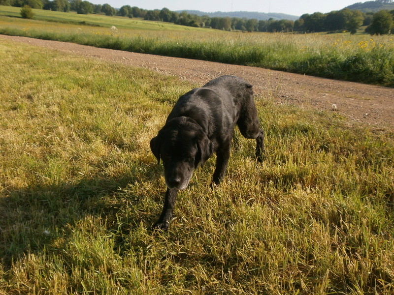 REMUS, croisé Labrador 12 ans - refuge ADSA (25) P5091317