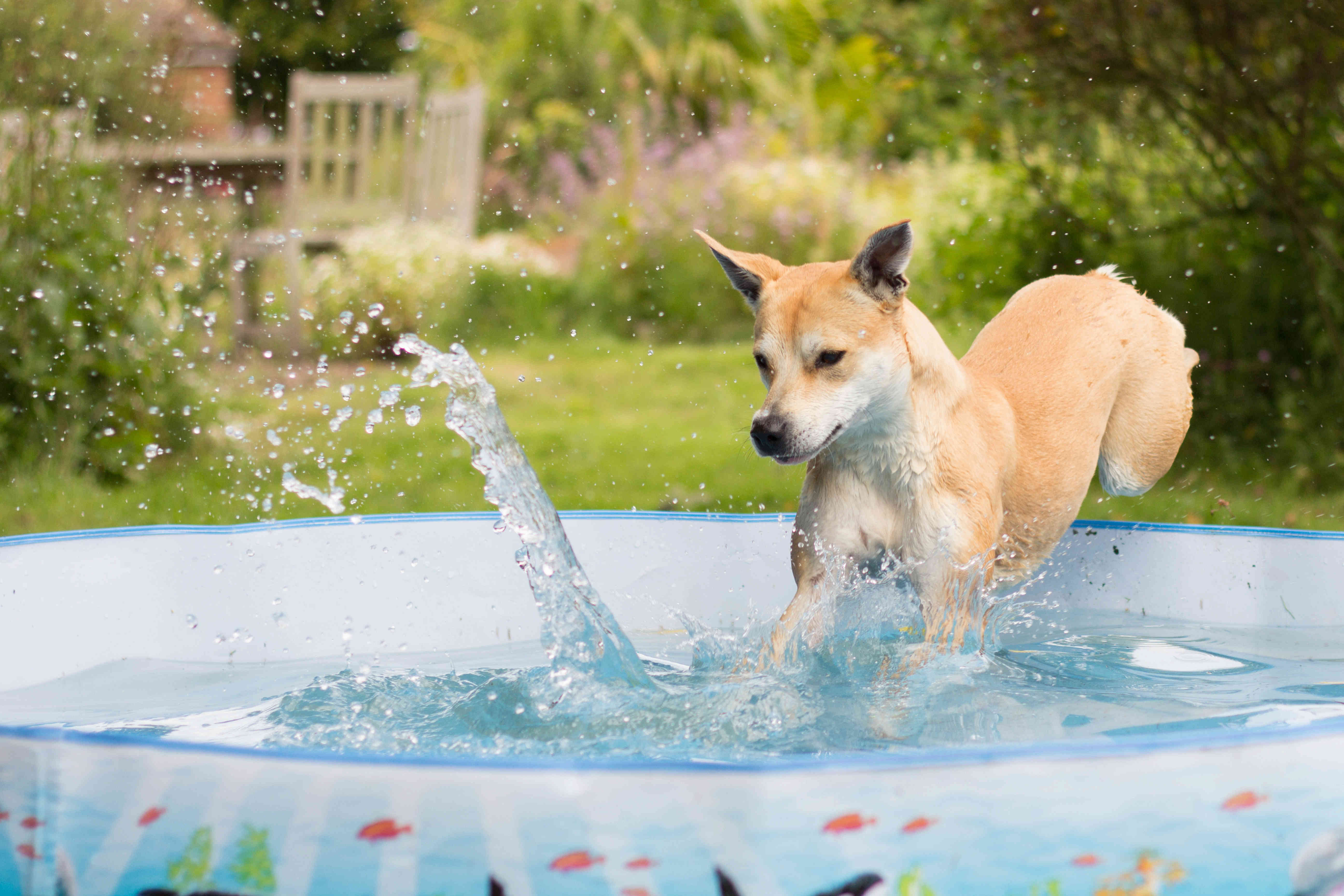 Hank and his paddling pool Img_6010