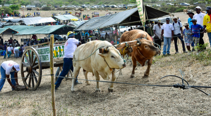 Gwaloup antan lontan Boeufs14