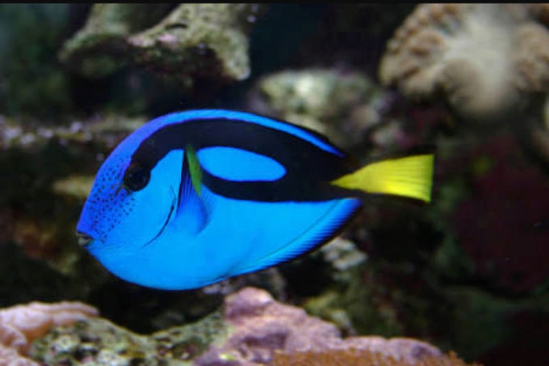 Fact & Information About Blue Tang / Paracanthurus Hepatus a.k.a "Dory - The Movie Star" 20180560