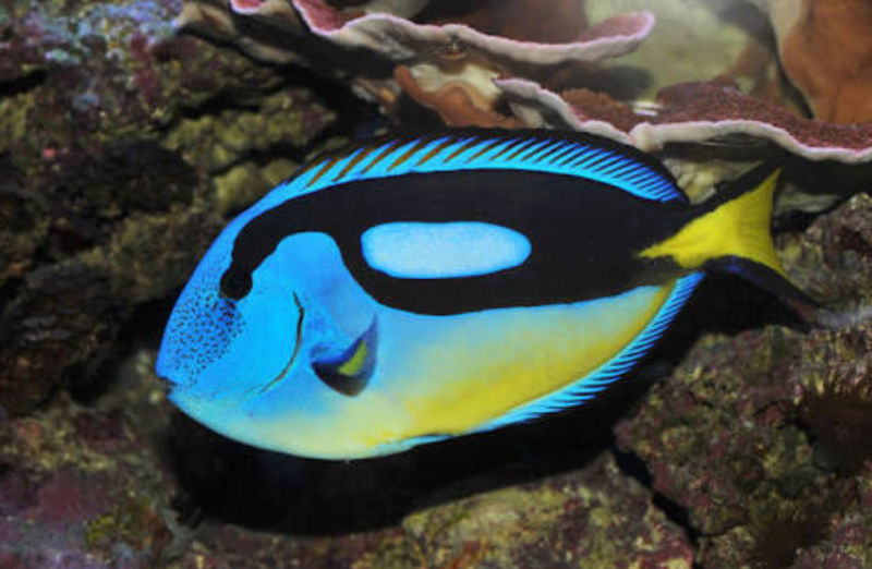 Fact & Information About Blue Tang / Paracanthurus Hepatus a.k.a "Dory - The Movie Star" 20180562