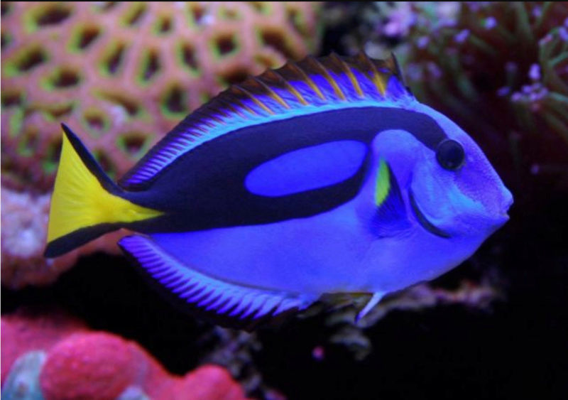 Fact & Information About Blue Tang / Paracanthurus Hepatus a.k.a "Dory - The Movie Star" 20180564