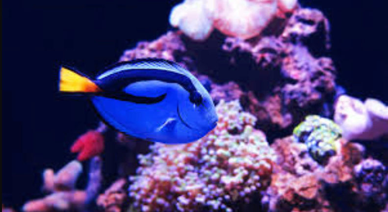 Fact & Information About Blue Tang / Paracanthurus Hepatus a.k.a "Dory - The Movie Star" 20180565