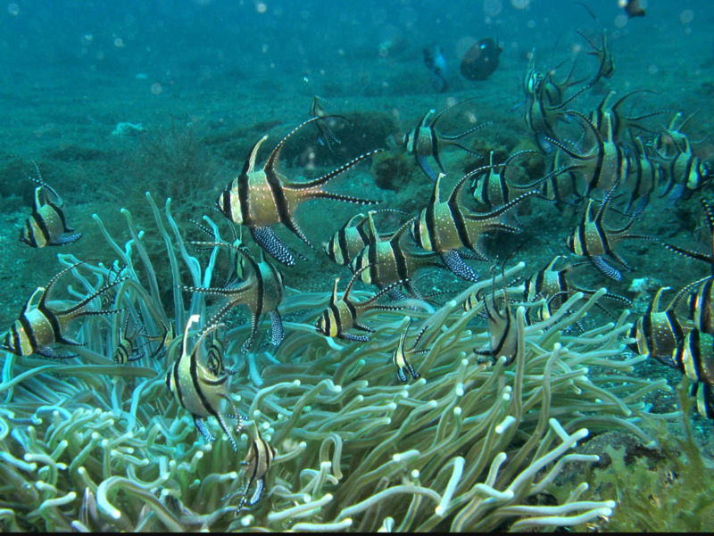 Banggai Cardinalfish - The Native Fish from Indonesia 20180573