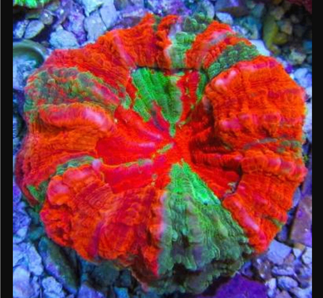 Doughnut Coral - The Premium Eye Catching Coral 20180590