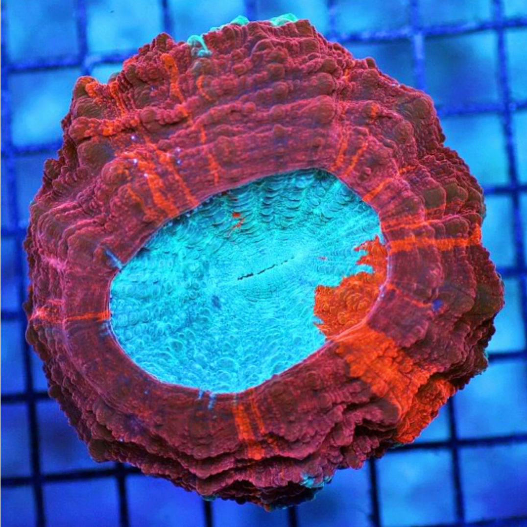 Doughnut Coral - The Premium Eye Catching Coral 20180592
