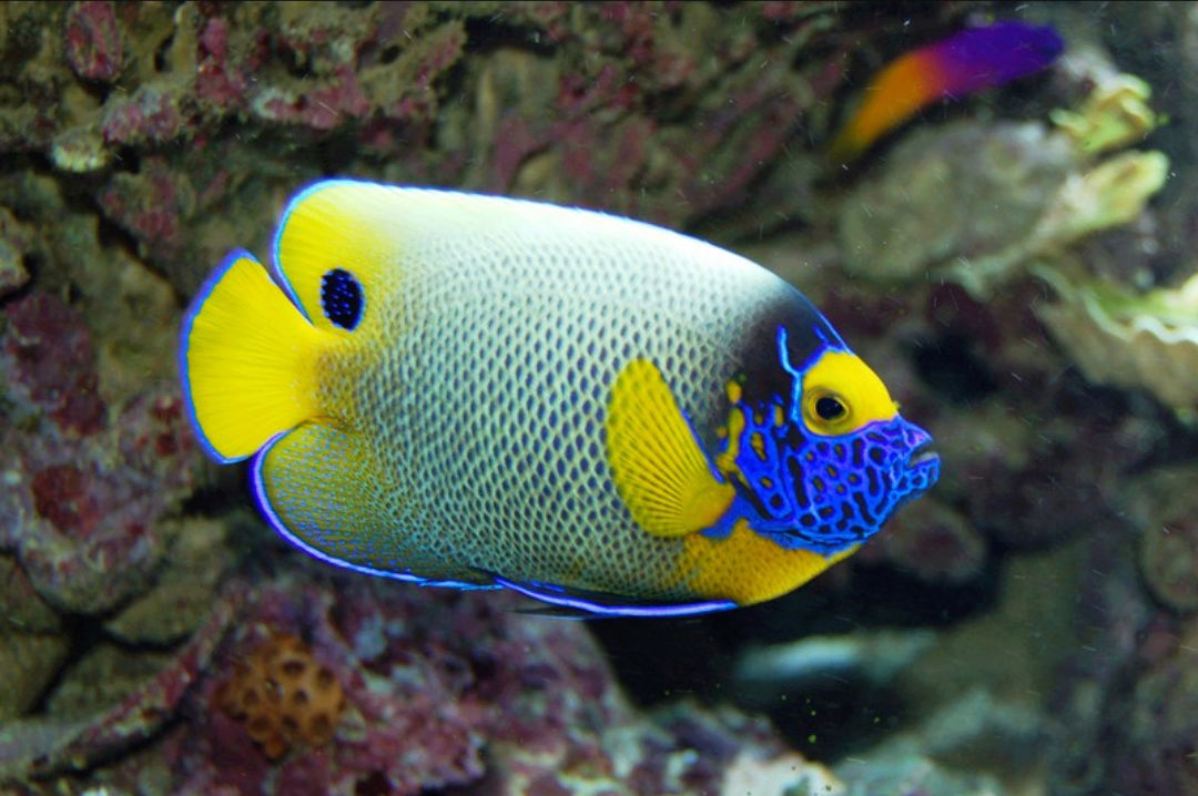 Fact about Angel Napoleon a.k.a Blue Face Angelfish a.k.a Pomacanthus Xanthometopon, Indonesia's "Star" Angelfishes 20180615