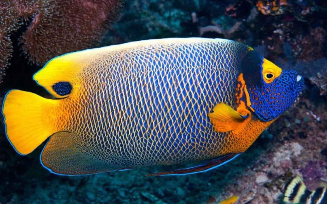 Fact about Angel Napoleon a.k.a Blue Face Angelfish a.k.a Pomacanthus Xanthometopon, Indonesia's "Star" Angelfishes 20180617