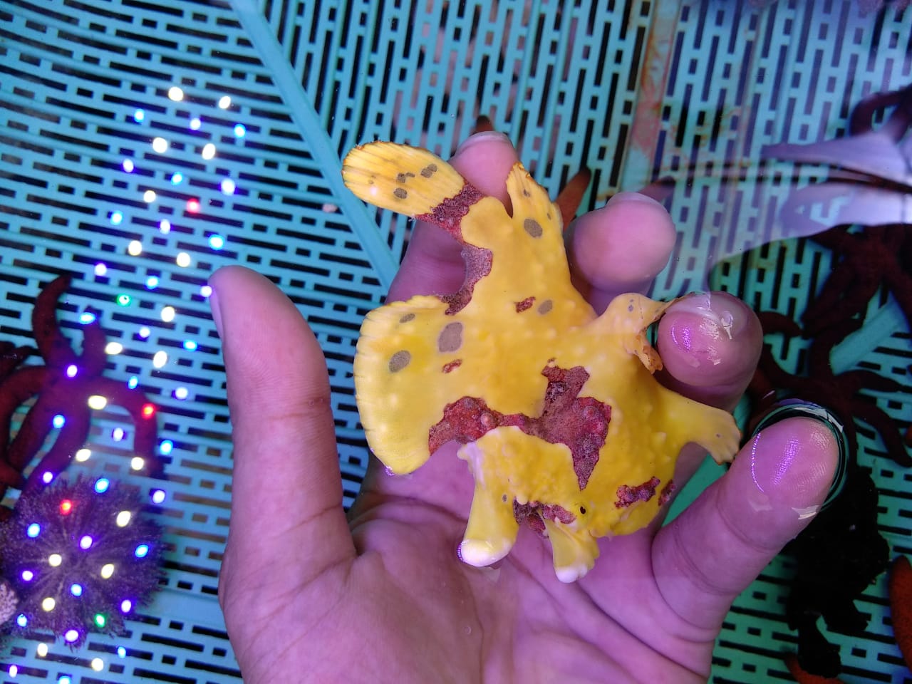 5 Collection Frogfish Available Img-2146