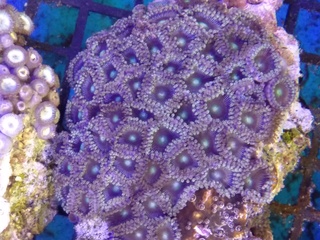 Zoanthids Colony on Stock Img_2037
