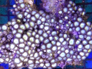 Zoanthids Colony on Stock Img_2044
