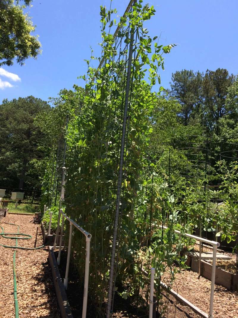 brooks, GA - 2018/2019 SFG in Brooks, GA Peas_011