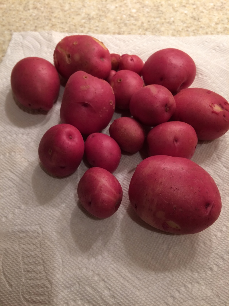 2018/2019 SFG in Brooks, GA - Page 3 Potato13