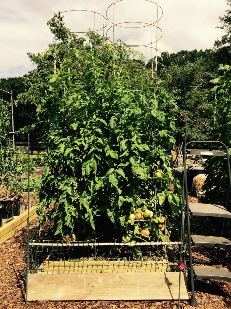 SUGA 2018 Tomato17