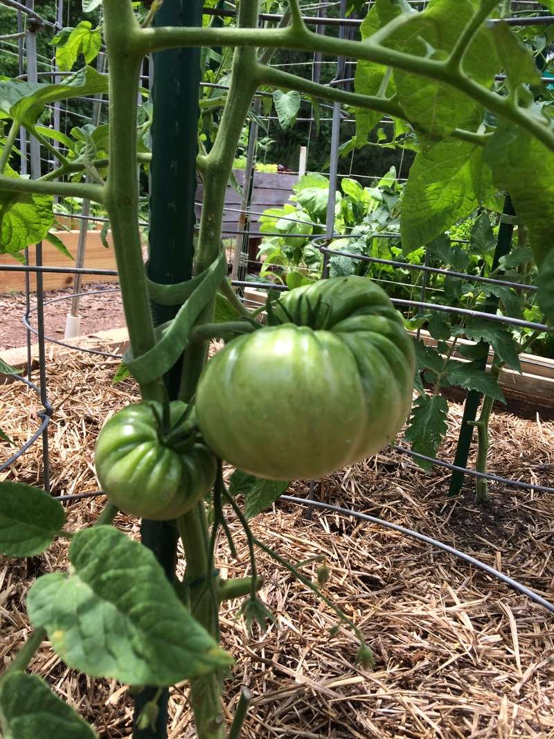 brooks, GA - 2018/2019 SFG in Brooks, GA - Page 3 Tomato26