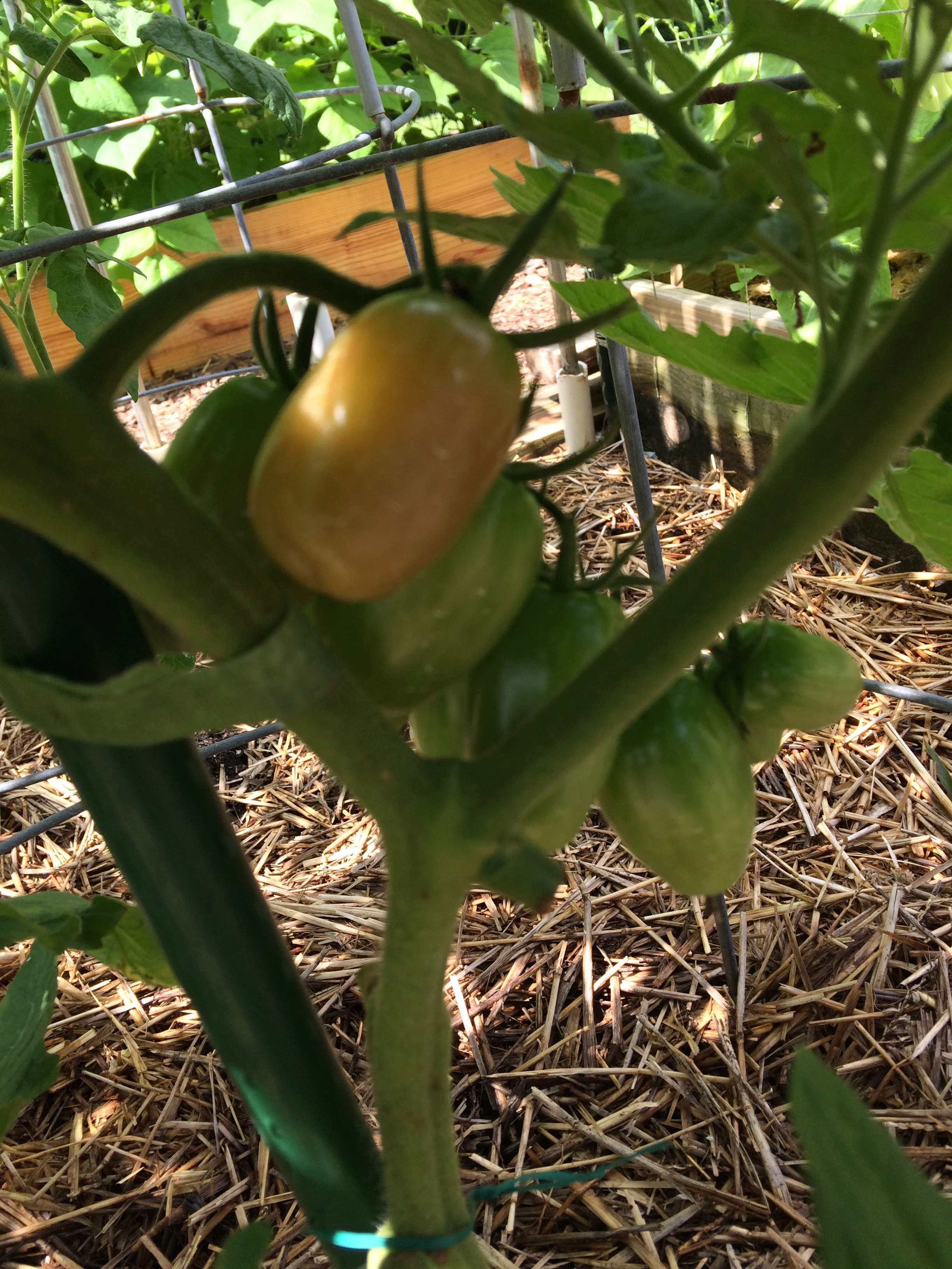 2018/2019 SFG in Brooks, GA - Page 3 Tomato29
