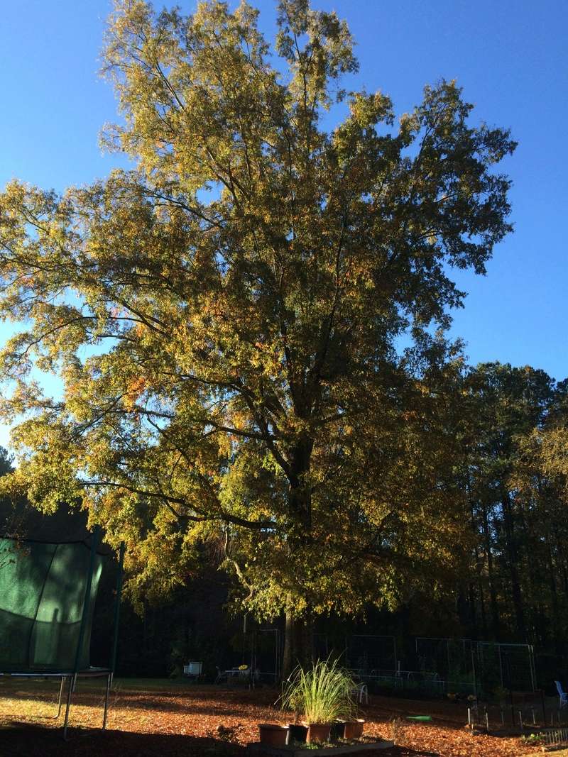 November Avatar: "Fabulous Fall!" Tree_210
