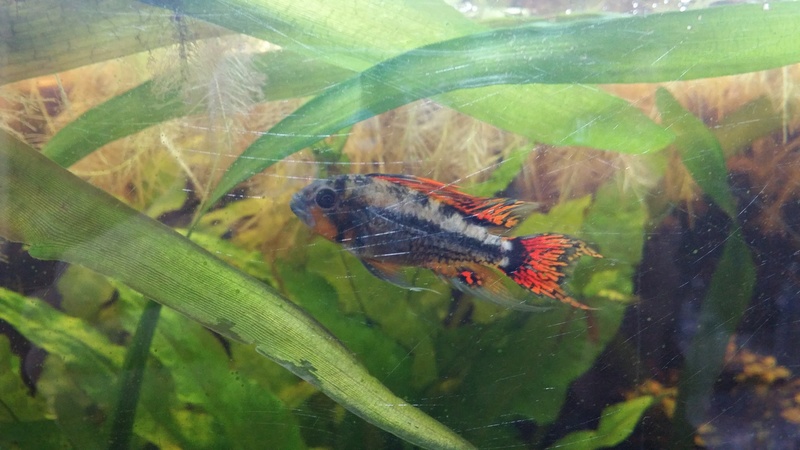 Repro apistogramma 15229411