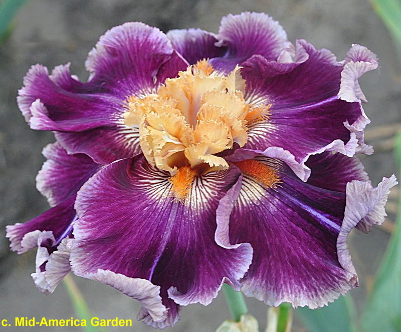 Iris 'Fiasco' - Barry Blyth 2016 Fiasco10