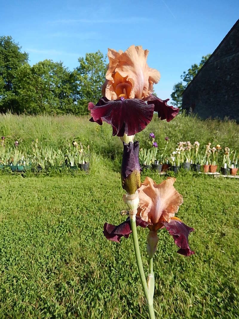 Iris 'Rustic Royalty' - Schreiner 2000 Rustic10