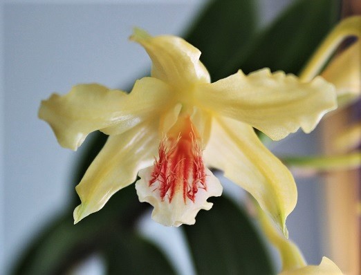 Dendrobium lowii D-lowi10