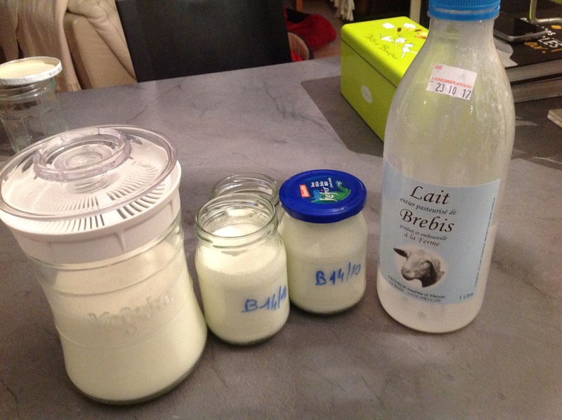Le kéfir de lait pour nos whippets . Image16